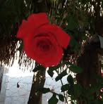 Ofelia Pascual - Facebook