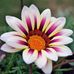 Ofelia Thomas - Facebook
