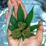 @oj_smith_coco_ - Instagram