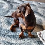 Ola sou o Clark   🐾 - @clark_dachshund - Instagram