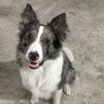 olaf - @olaf.bcollier - Instagram