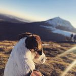 @ola_fox_terrier_ - Instagram