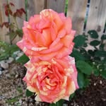 Ola Moussa - @ola.moussa.35 - Instagram