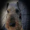 olavwolff - @olavwolff - TikTok