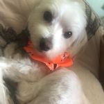 Olaf Johnson - @olafthefluffiest - Instagram