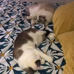 ℕ𝕖𝕝𝕤𝕠𝕟 & 𝕆𝕝𝕒𝕗😸 - @nelson.et.olaf - Instagram