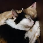 mystic cat's - @mymy_nelson_olaf_ - Instagram