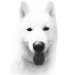 Niikko Olaf Nelson - @niikkothedirewolf - Instagram