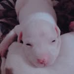 Olaf Nelson - @olafpitbaby - Instagram