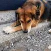 Jackson_golden__ - @jackson_golden__ - TikTok