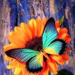 Olga Arce - Facebook