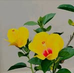 Olga Arcos - Facebook