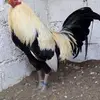 olga becerril - @olga.becerril - TikTok