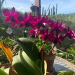 Olga Buckley - @olgabuckley46 - Instagram