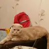 user4009336580132 - @olga_chernova_0 - TikTok