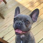 Olga Danielle 🐾 Frenchie 🐾 - @missolgadanielle - Instagram