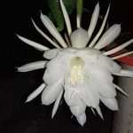 Olga Drewes - @olgadrewes - Instagram
