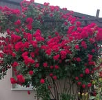 Olga Dubinina - Facebook