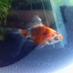 Olga The Fish - @olga_thefish - Instagram