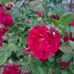 Olga Foreman - Facebook