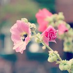 Olga Forrest - @grindereque - Instagram