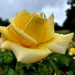 Olga Johnston - Facebook