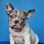 Olga Lawrence - @puppies_kingdom_seattle - Instagram