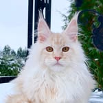 @olgamainecoon - Instagram