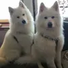 Olga Nilsson - @olga.nilsson8 - TikTok