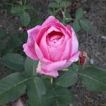 Olga Patrick - @patok1952 - Instagram