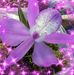Olga Raya - Facebook