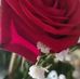 Olga Razo - Facebook