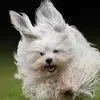 Janelladog - @olgaringley - TikTok