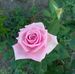Olga Romanenko - Facebook