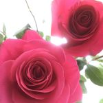 Ольга Сосновская - @olga__rouse - Instagram