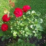 Olga Rozman - @rozman.olga - Instagram