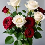 Olga Betsayda Saavedra - Facebook