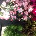 Temple Olga - Facebook