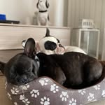 Olga Tyson the Frenchies👑 - @olga_e_tyson - Instagram