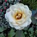 Olga Wallmann - Facebook