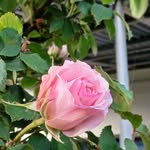 Olga Wallmann - @olgawallmann - Instagram