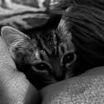 Olive Allen - @olive_cat_14 - Instagram
