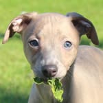 Olive Allen - @olivethewhippety - Instagram