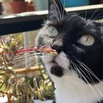 OliveAmongPlants - @olive_amongp.lants - Instagram