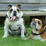 Olive & Bailey -Eng. Bullys - @oliveandbaileyenglishbullys - Instagram