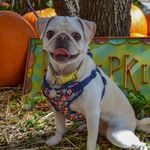 Olive Bailey-Smith - @olivethepugger - Instagram