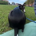 🫒🫒🫒🫒 olive bean - @olivethe_whippet - Instagram