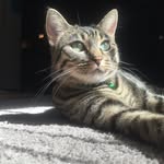 O L I V E - @olive__bean - Instagram
