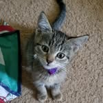 Olive Bean - @hi_olive_bean - Instagram