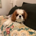 Olive Bean - @olive_and_pippa - Instagram